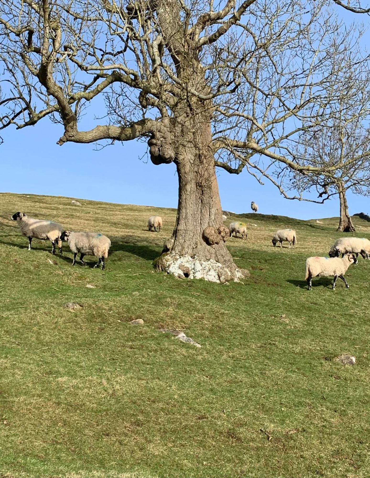 Westside Cottage, Newby, Clapham, Yorkshire Dales National Park, Famous Three Peaks, Near The Lake District, Pets Are Welcome Newby  Eksteriør billede